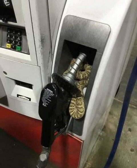 snake_gas