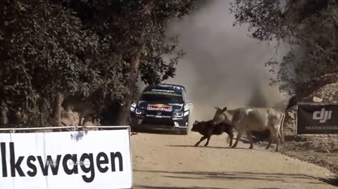 Ogier-cow-incident