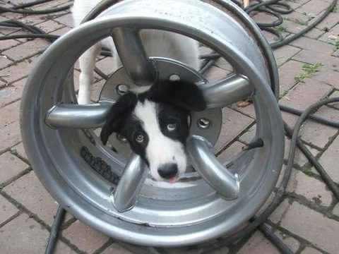 dog_wheel