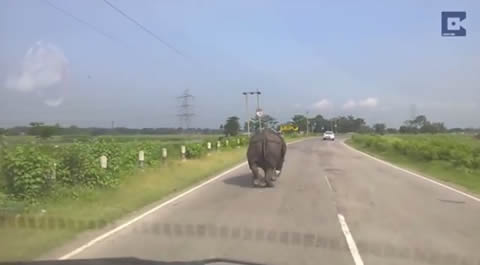 Rhino Charging Down Indian Highway