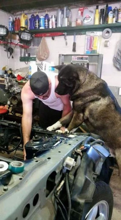 mechanic_dog