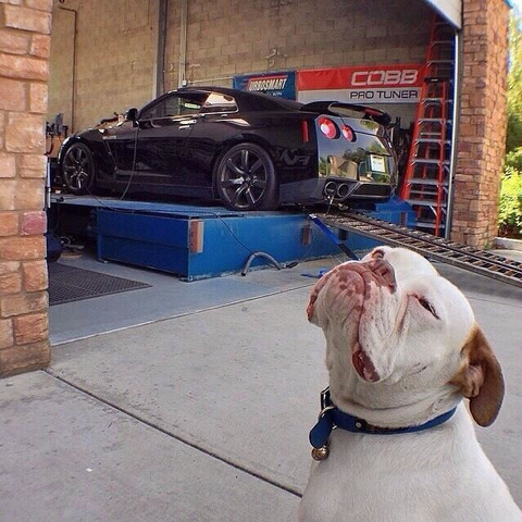 car_tuner_dog