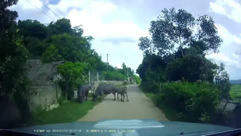 Scooter Bumps into Water Buffalo