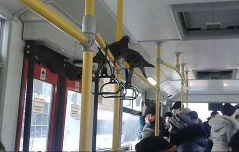 Pigeon_BUS