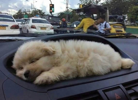 dog_sleep