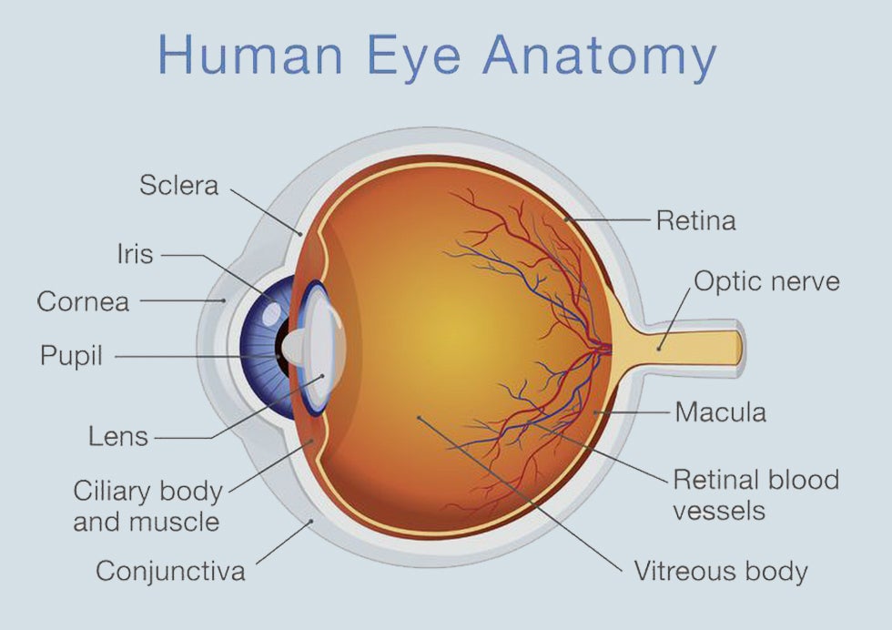 Anatomy of the human eye - The pros and cons of Dark Mode: Here&#039;s when to use it and why