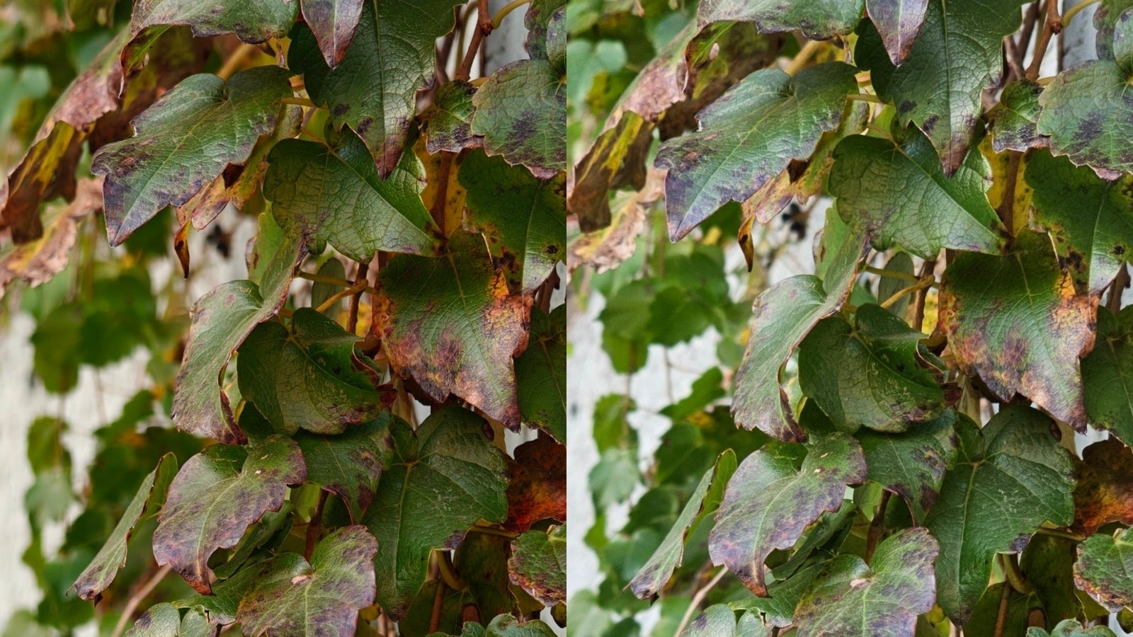 3x zoom - OnePlus Open (left), Galaxy S23 Ultra (right). OnePlus’ photo has better exposure, more details, and a more DSLR-like look thanks to the larger sensor and aperture. - OnePlus 12: Forget iPhone 15 - this is the phone Samsung and Google should fear most