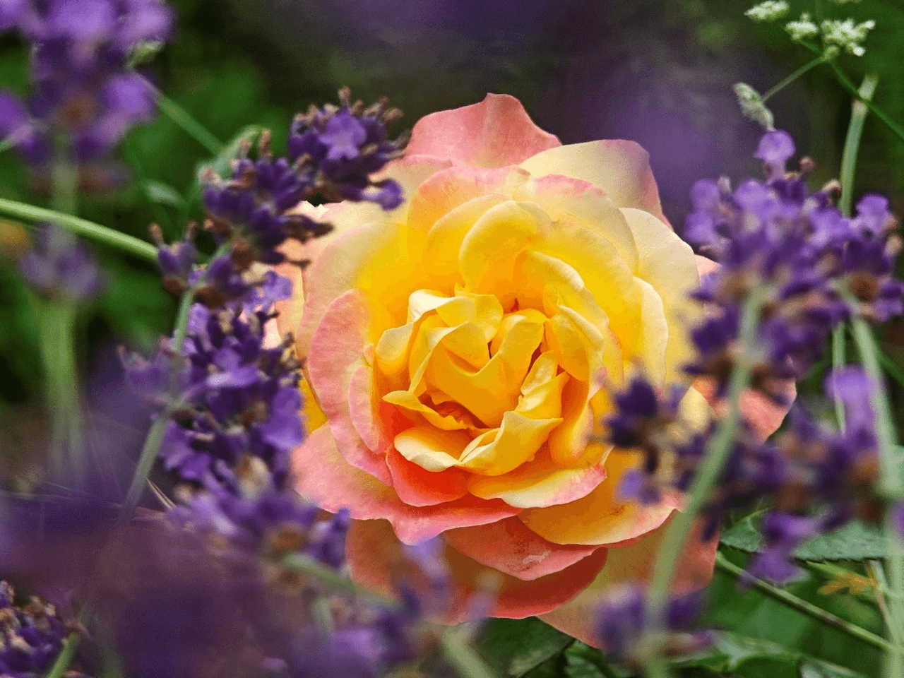 A rose in the middle of a lavender field, Xiaomi 14 Ultra, Leica Vibrant, x5 telephoto lens. | Image credit – Xiaomi - Join the macro photography cult: here&#039;s why now is the perfect time!