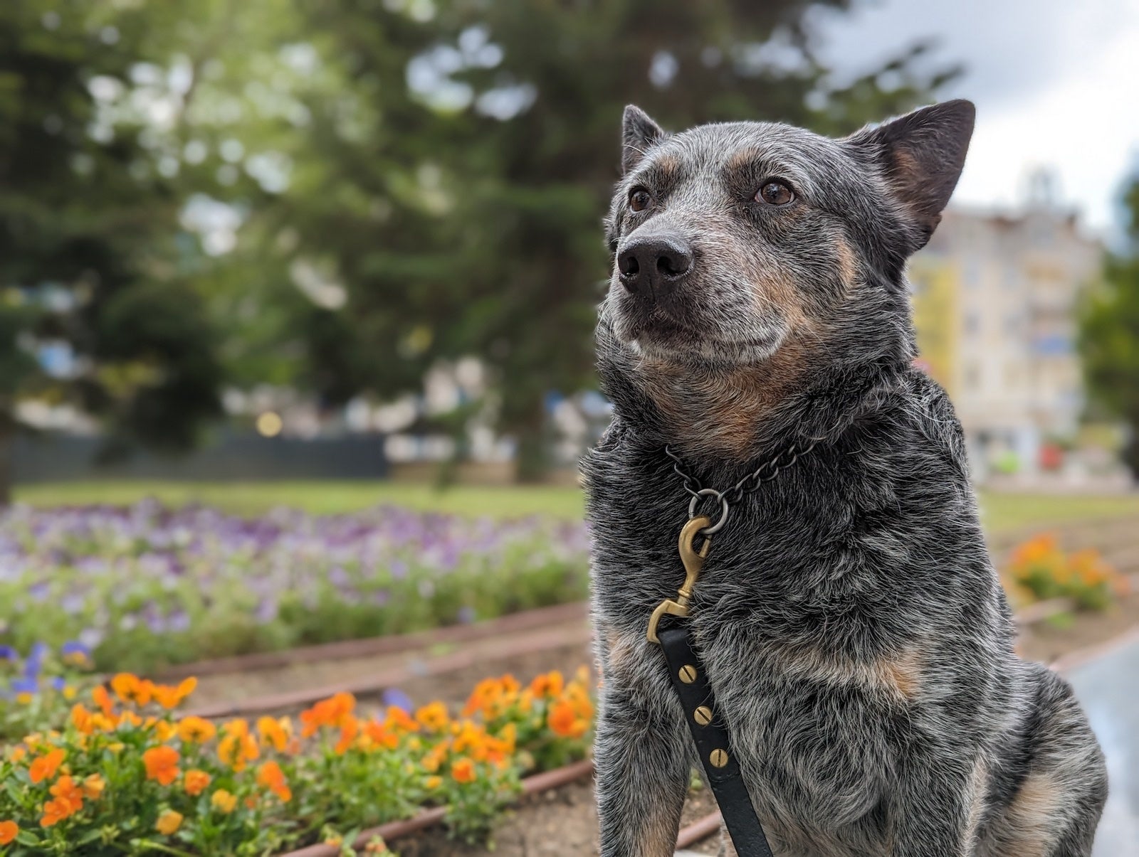 Pixel 7 - Motorola Edge 40 vs Google Pixel 7: style versus camera