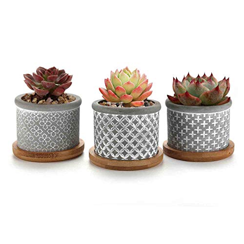 T4U 6CM Macetas para Cactus de Cemento con Plato de Paquete de 3, Mini Maceteros Pequeños para Suculento Plantas Casa y Jardin Boda Decorativos Interior