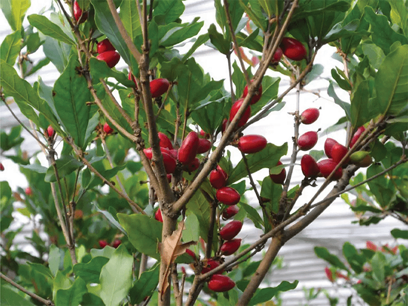 Fresh Miracle Fruit on Tree