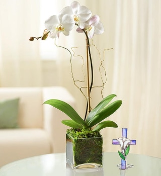 1800Flowers Elegant Orchid