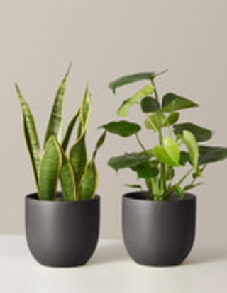 The Sill Plant Bestsellers Duo