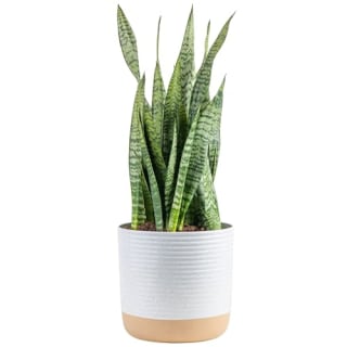 Costa Farms Snake Plant