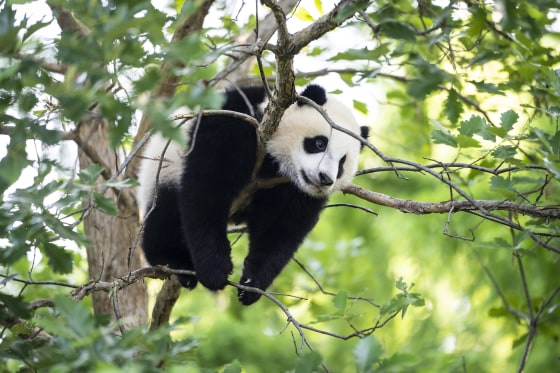 Image: 9-month-old male giant panda cub Xiao Qi Ji climbs in a tree at the Smithsonian National Zoo