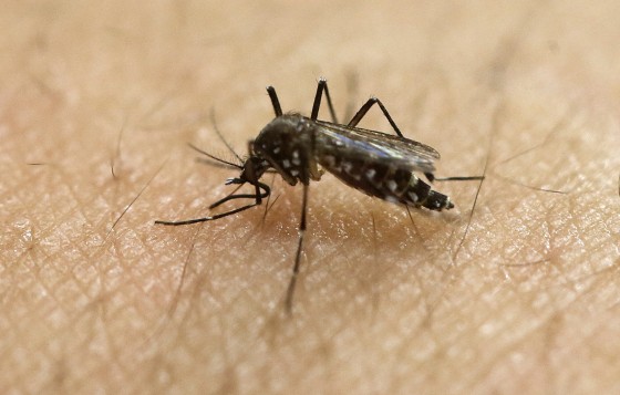 A female Aedes aegypti mosquito acquires a blood meal on the arm of a researcher