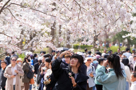 Cherry Blossoms Bloom In Beijing Yuyuantan Park