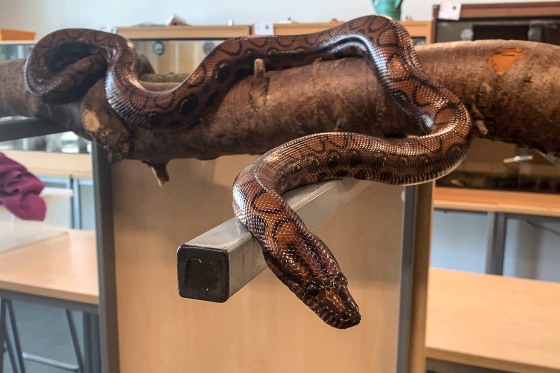 Ronaldo, a six-foot Brazilian rainbow boa constrictor