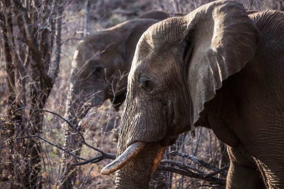 Elephants trample a Spanish tourist to death in South Africa. He left a car to take photos
