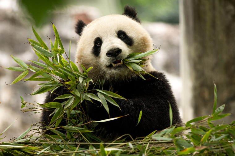 Two-year-old female giant panda.