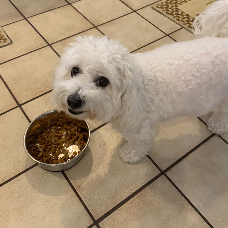 Small white dog eating dog food from a bowl.