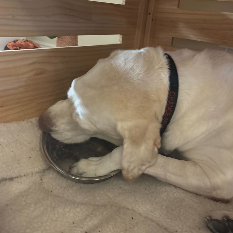 Large yellow lab dog eating dry dog food inside crate.