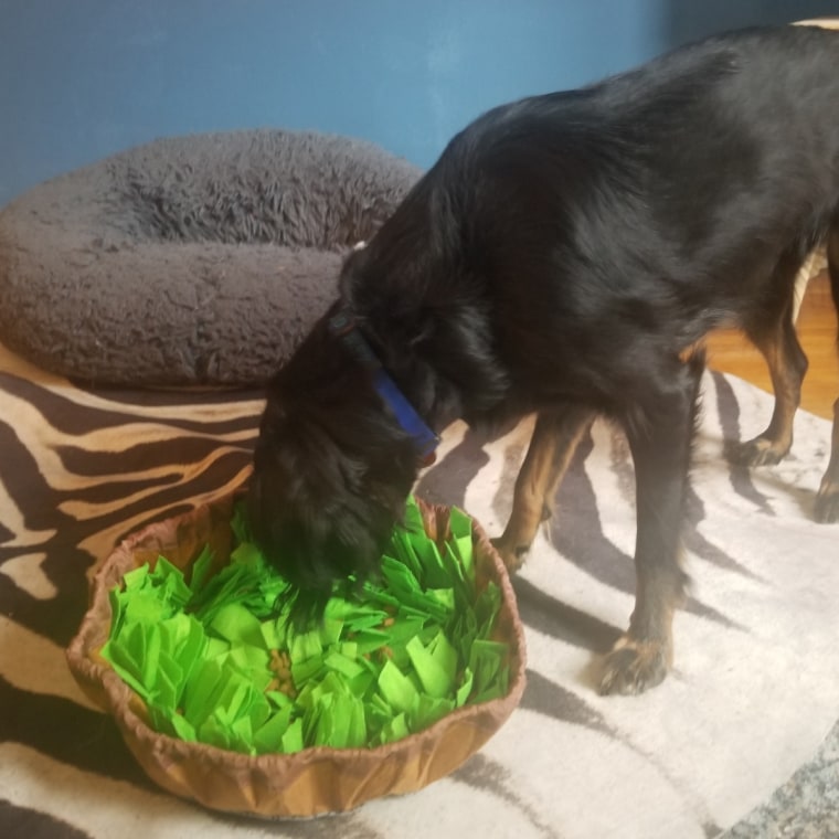 Medium sized black dog eating dry kibble from a snuffle mat.