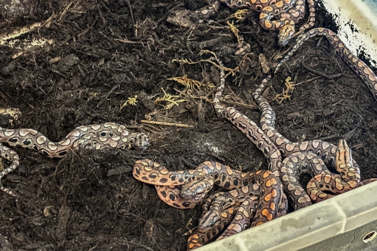 Baby rainbow boa constrictors from Ronaldo. 