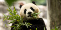 Two-year-old female giant panda.