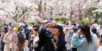 Cherry Blossoms Bloom In Beijing Yuyuantan Park