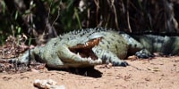 Aggressive large saltwater crocodile