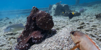 An octopus hunting with a grouper and a gold-saddle goatfish.