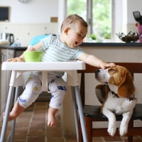 A 1 year old boy petting his dog in the kitchen