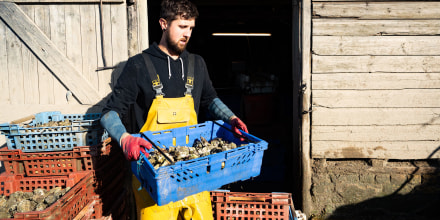 Image: Oysters are washed and sorted by size.