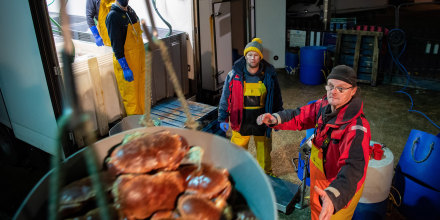 Image: Dartmouth Crab Company fishing vessel MFV William Henry II unloads crab catch for export to Portuga