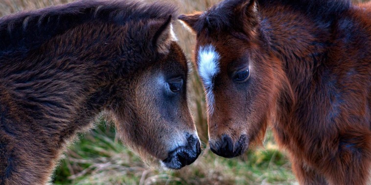 Image: Wild ponies in the Carneddau mountains in Wales on May 3, 2020.