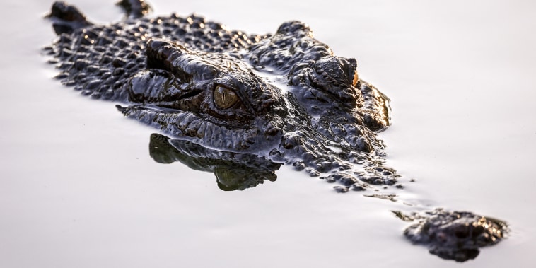Boy missing after suspected crocodile attack in Australia