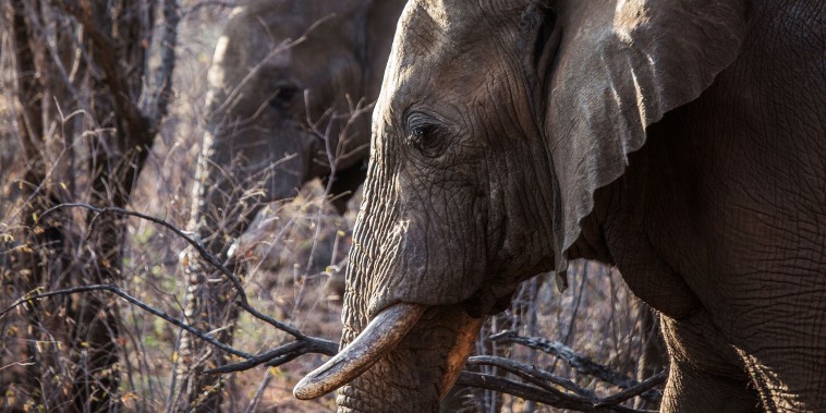 Elephants trample a Spanish tourist to death in South Africa. He left a car to take photos
