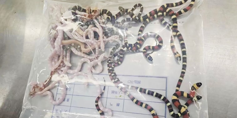 China customs confiscate snakes in man's trousers
