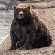 Brown bear 151 sits on a beach at Katmai National Park and Preserve in Alaska.