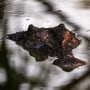 This picture taken on August 30, 2023 shows a crocodile swimming in a lagoon at Crocodylus Park located on the outskirts of the Northern Territory town of Darwin.