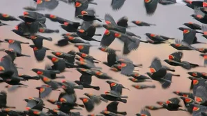 Pinterest : A flock of Redwing Blackbirds.