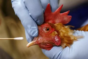 AP : Bird Flu test being performed on chicken | 