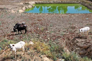Photo: Suresh K. Pandey : Water Woes: The pond in the Danta village in Sikar, which used to be a source of drinking water, has now dried up