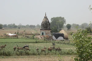 Getty Images : stray cattle on farms (representative image)