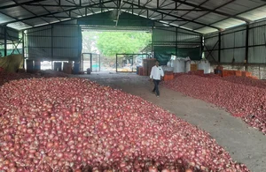 Satish Padmanabhan : Onions in wholesale in Nashik, Maharashtra