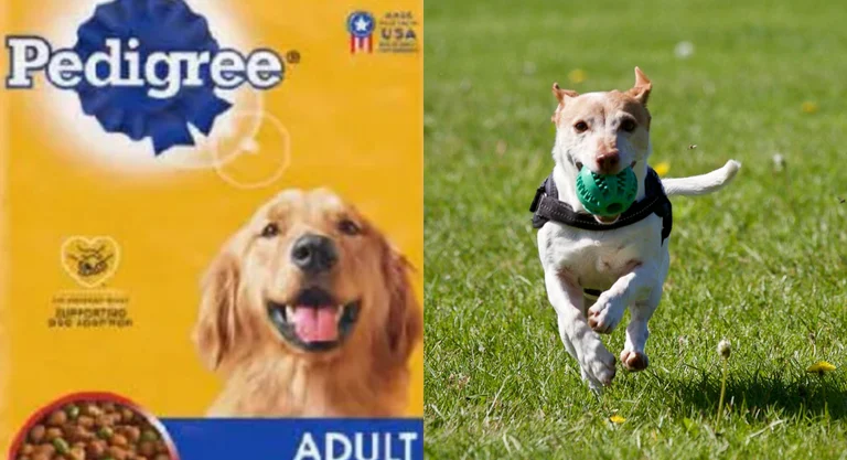 Pedigree Dog Food Recall - US FDA & Pexels