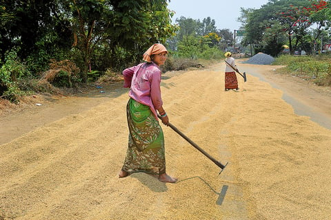 Lifeline Crop: People drying paddy near Bargarh, Odisha