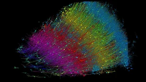 The Harvard Gazette : Six layers of excitatory neurons color-coded by depth.