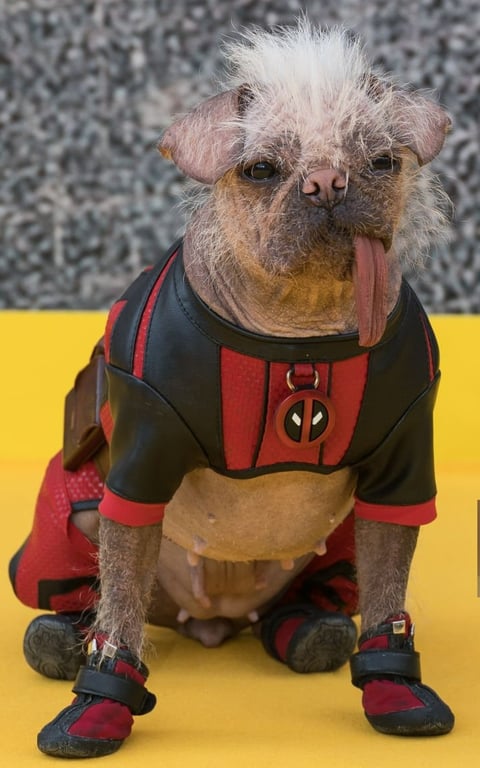 Britain's ugliest dog Peggy.